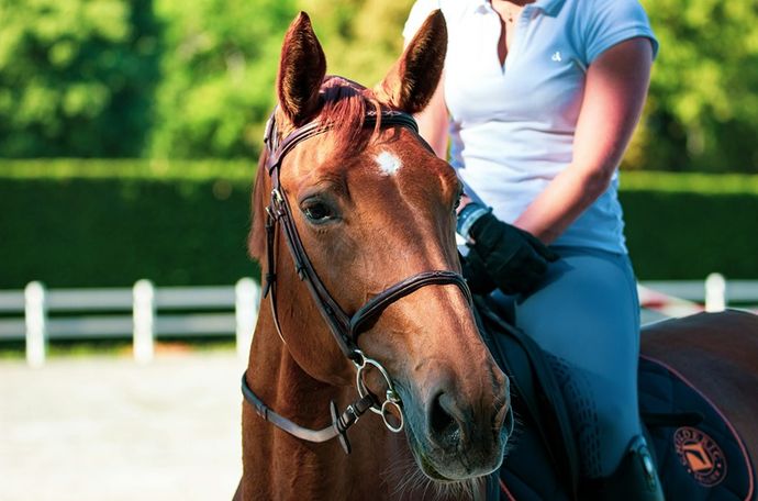 A brown horse with a person riding on its back
