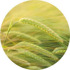 Agrifutures - Barley Opacity 88
