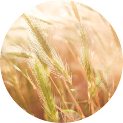 Agrifutures - Wheat